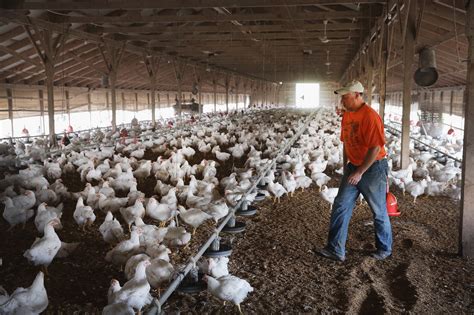 Oxfam urges better pay, working conditions in poultry industry - Chicago Tribune