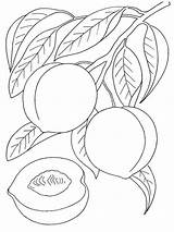 Peaches Coloring Pages sketch template