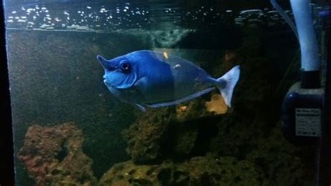 Aquarium (Crikvenica) - 2020 All You Need to Know BEFORE You Go (with Photos) - Tripadvisor