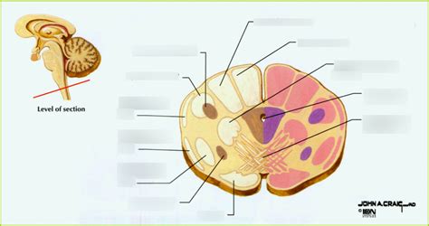 Closed Medulla: Medulla-spinal cord transition-decussation of the pyramids Diagram | Quizlet