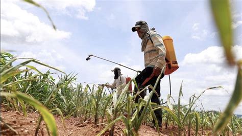 Pesticide pollution threat looms on two-thirds of global farmland - CGTN