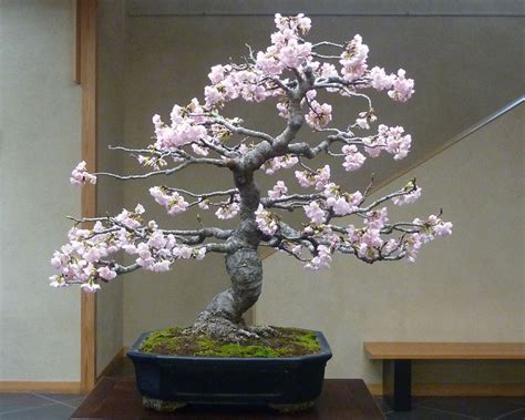 Top 8: Cherry blossom Bonsai (Sakura)