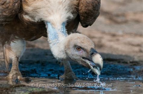 Wildlife Portugal (Guarda) - 2020 All You Need to Know BEFORE You Go ...