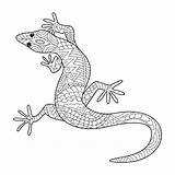 Gecko Coloring Pages Printable At GetDrawings  Free Download sketch template