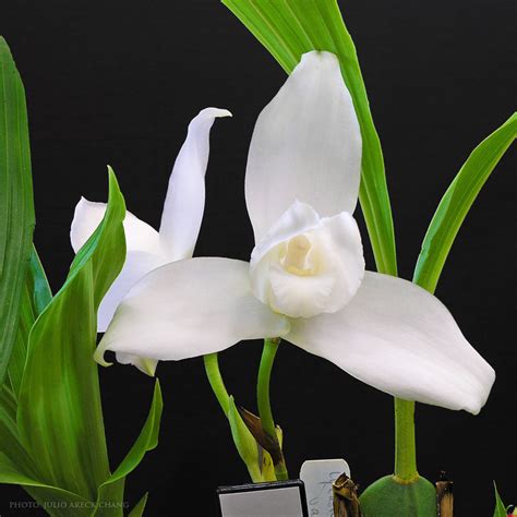 Orgullo Guatemalteco: La Monja Blanca, Flor Nacional de Guatemala