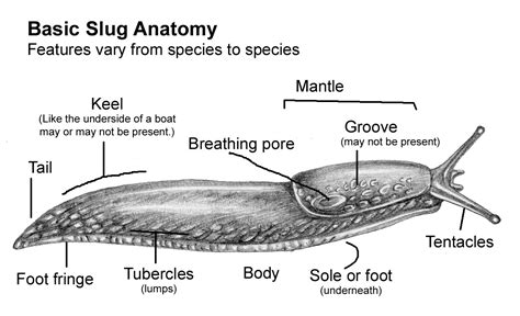 PHYLUM MOLLUSCA