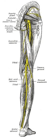 Common fibular nerve - Wikipedia