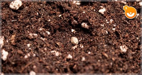 cannabis seed germination in soil - NOBULLSHITSEEDS.COM