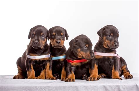 Doberman Dog Puppies