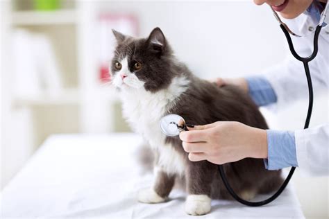 Diarrhea in Cats | Great Pet Care