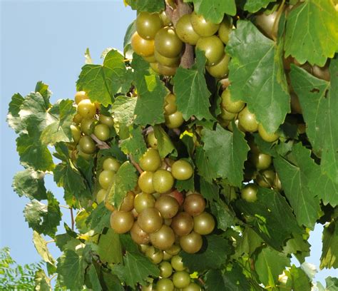 Carlos Muscadine | Shop Muscadine Vines | Ison's Nursery & Vineyard