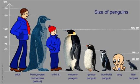 Emperor Penguin Size To Human