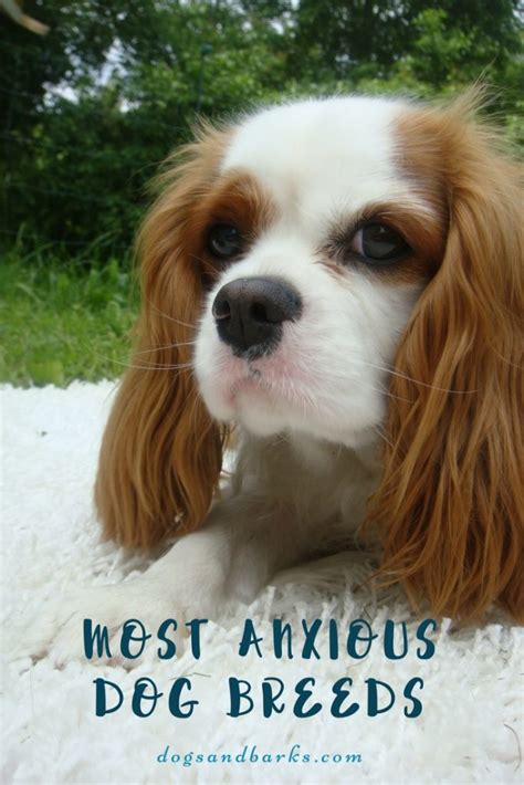 Most Anxious Dog Breeds - Dogs and Bark