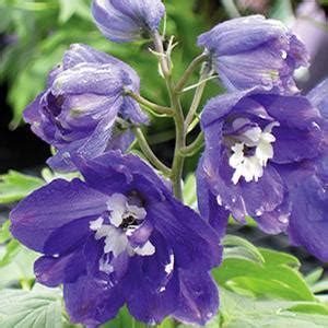 Delphinium Elatum 'Pacific Giant Black Knight' Delphinium from Moose ...