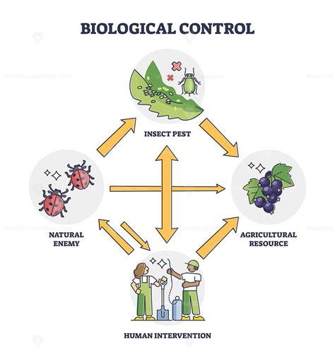 Biological control with insect pest and human intervention outline diagram - VectorMine