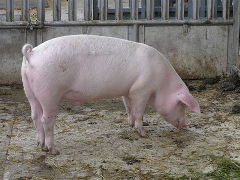 Pig - Simple English Wikipedia, the free encyclopedia