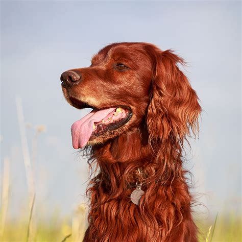 Hypothyroidism in Dogs - Causes, Symptoms & Diet | Charlotte Internal ...