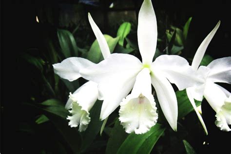 El significado de regalar una orquídea blanca - Fiorissima - Arreglos Florales en Lima