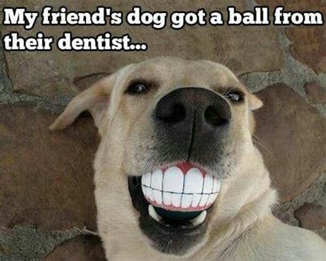 Funny Dog Smiling Teeth