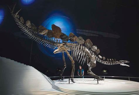 PHOTOS: The world’s most complete stegosaurus fossil unveiled to public ...