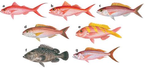 Division of Aquatic Resources | Bottom Fishing