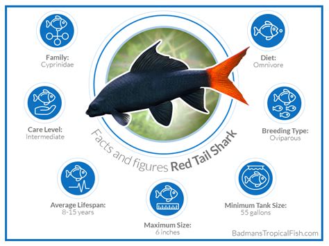 Red Tail Shark | A Care, Feeding, and Breeding Manual