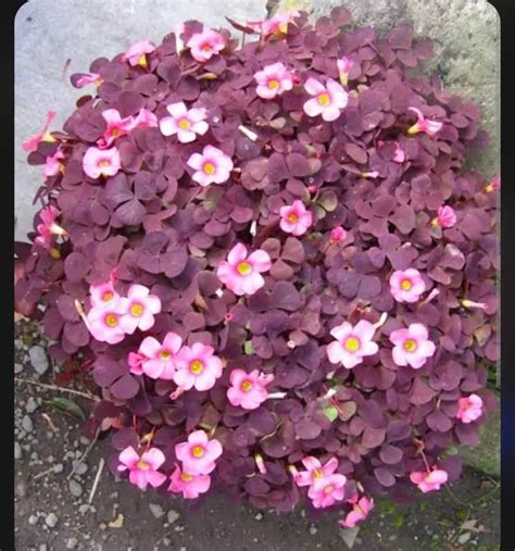 Oxalis Care Guide - Tips for Thriving Plants