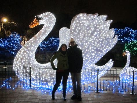 Wild Lights at the Saint Louis Zoo | St louis zoo, Zoo, At the zoo