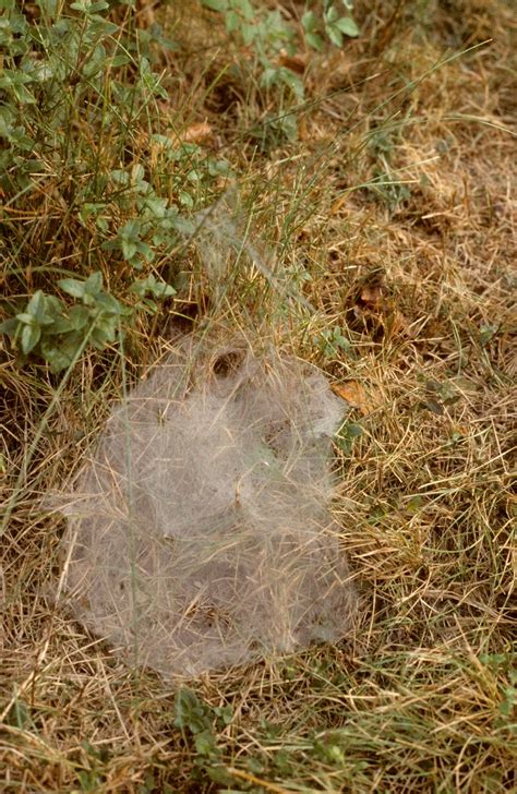 funnel weavers (Family Agelenidae) | spidersrule