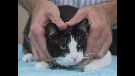 How to pick up a cat like a pro – Vet advice on cat handling. – HousePetsCare.com