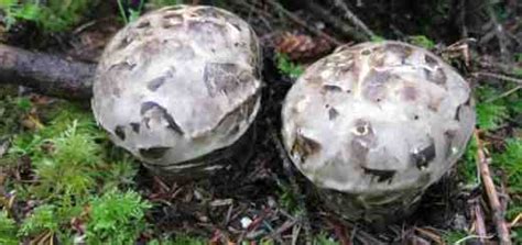 matsutake – Cascade Mycological Society