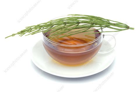 Horsetail tea - Stock Image - M750/0762 - Science Photo Library