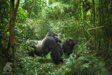 Guhonda, The Largest Mountain Gorilla In The World, Rwanda | Karim Sahai Photographer