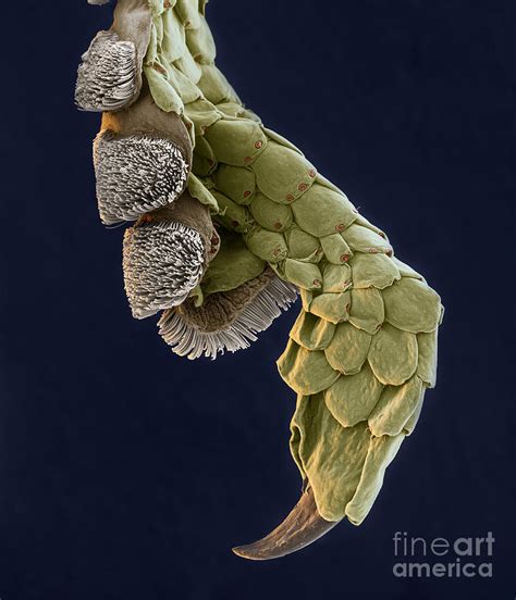 Gecko Foot Sem Photograph by Eye of Science - Fine Art America