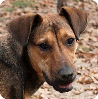 pharaoh hound shepherd mix - Google Search | Dog adoption, Pharaoh hound, Dogs