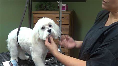 How To Groom A Maltese Shih Tzu - Shih Tzu Dog