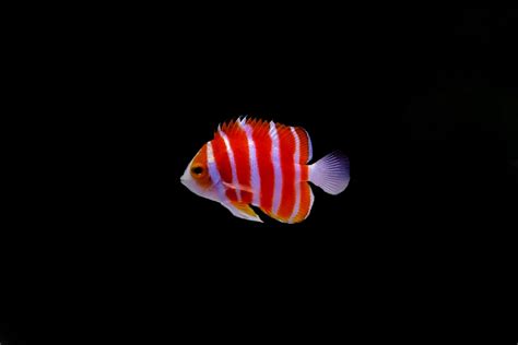 3 Most Expensive Saltwater Fish | Rare Aquarium Fish | AlgaeBarn