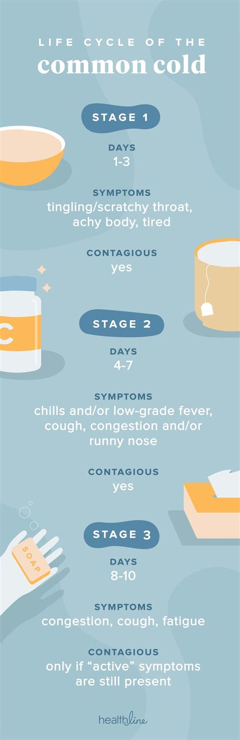 Rhinovirus Life Cycle