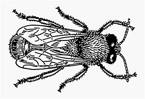 Drone 1 - Bugs Drawing Png , Free Transparent Clipart - ClipartKey