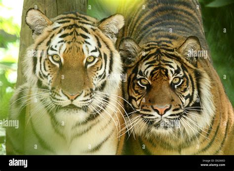 Sumatran tigers hi-res stock photography and images - Alamy