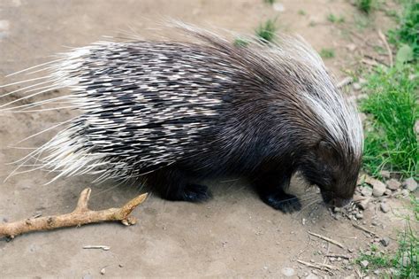 Porcupine [IMAGE] | EurekAlert! Science News Releases