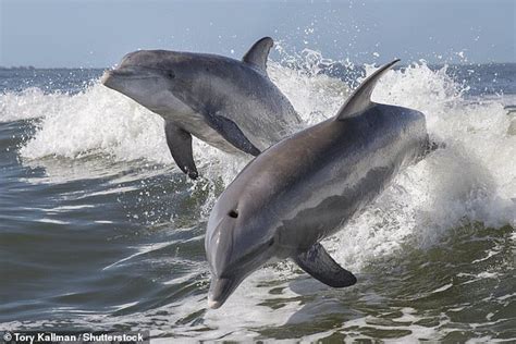 Dolphins in Italian waters are dying from measles-like virus | Daily Mail Online