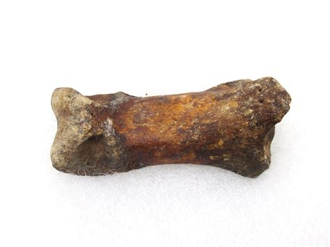 Arctodus Short-Faced Bear Bone #1 | Fossils for Sale