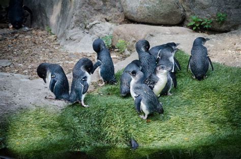 Baby penguins in zoo stock image. Image of park, penguins - 179450863