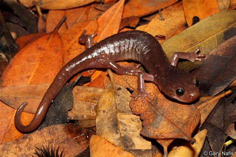 Arboreal Salamander - Aneides lugubris