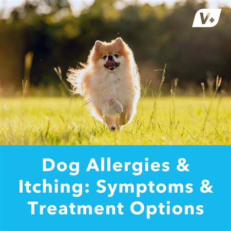 Dog Allergies & Itching: Symptoms & Treatment Options – Vetnique Labs