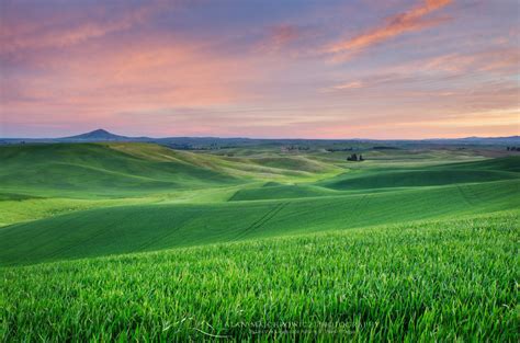 Palouse wheatfields Washington - Alan Majchrowicz Photography