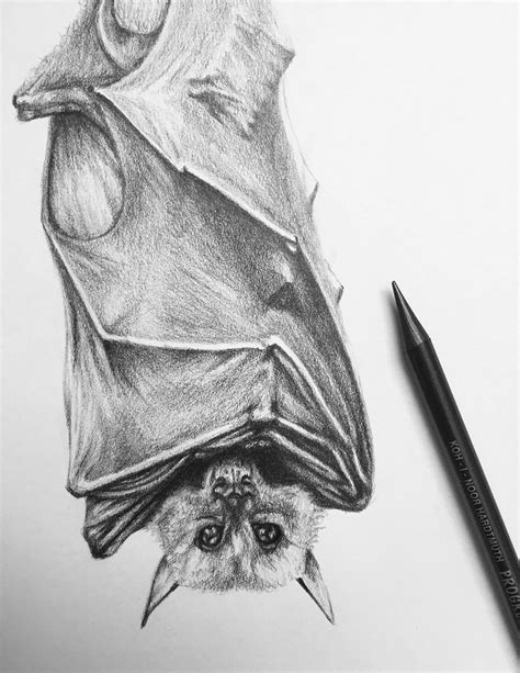 Bat pencil drawing on Behance