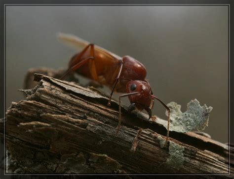 Ant queen 20D0046756 by Cristian-M on DeviantArt