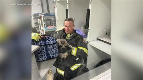 PAWS Tinley Park fire: Dozens of cats, dogs rescued by firefighters from animal shelter after ...